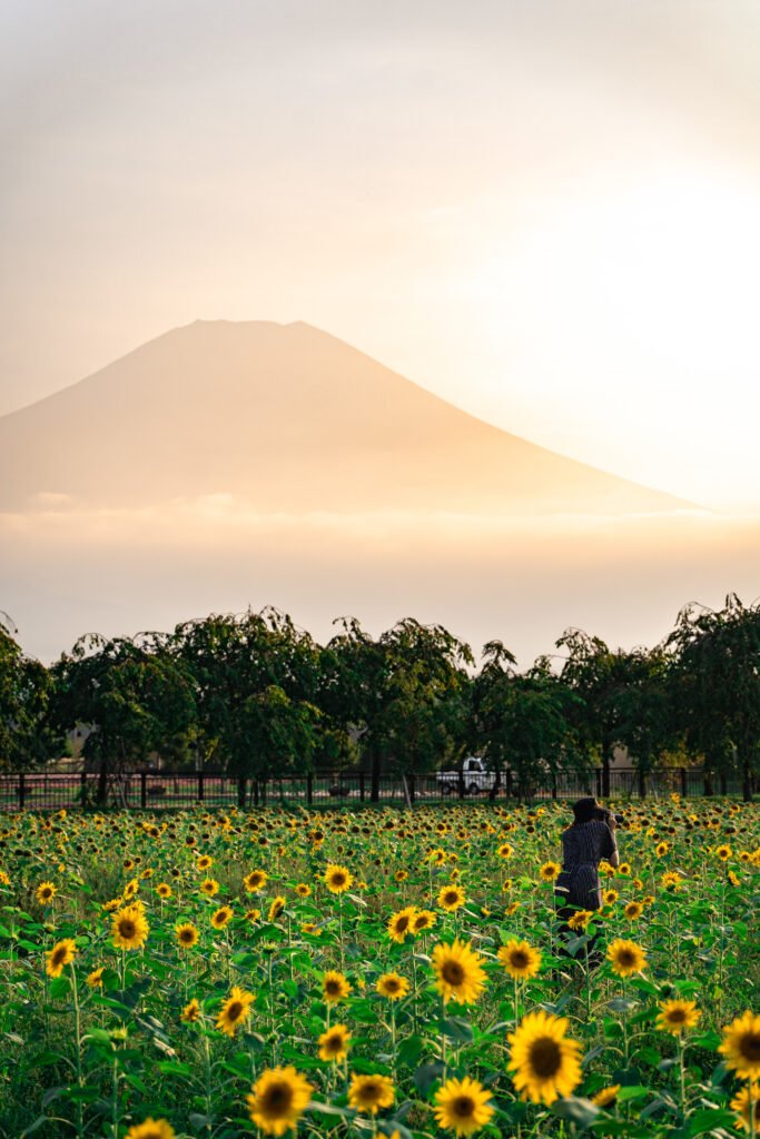 Vertical shot of sunflowers in the field with a mountain in the background